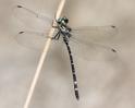 Eusynthemis nigra male-2278